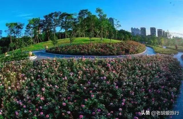 深圳不可错过的游玩地方,2022早春深圳踏青好去处