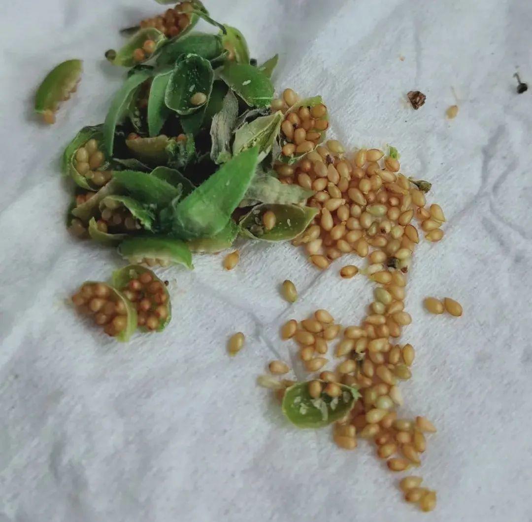 耐养的香水花,种室内香水花