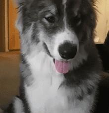 狗中三傻阿拉斯加萨摩耶,哈士奇阿拉斯加萨摩耶是哪里的狗