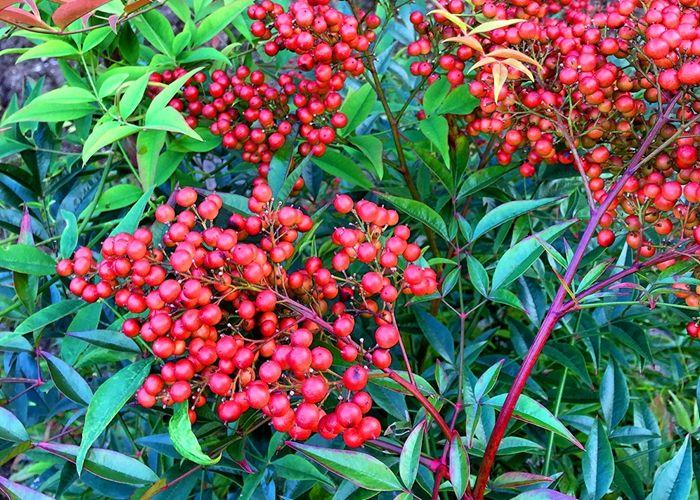 既能观花又观果的花卉盆栽,可在室内养的观果盆栽有哪些