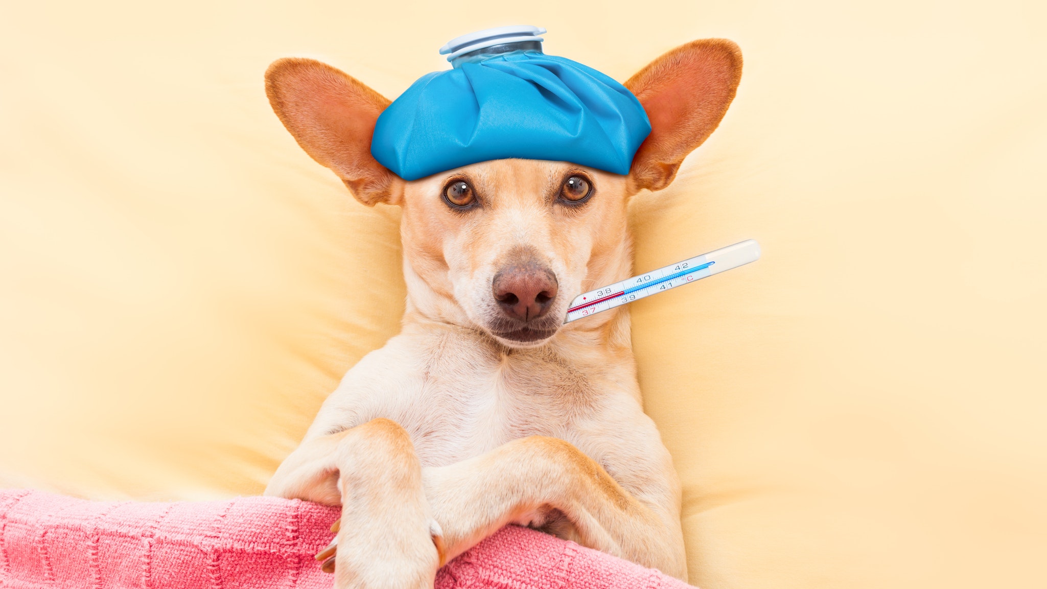 怎样才能预防狗得狂犬病和细小,犬流感病毒怎么治疗