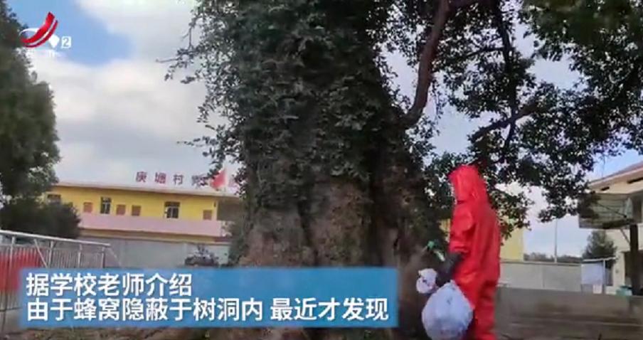 两个熊孩子被马蜂蜇,小学校园内惊现马蜂窝