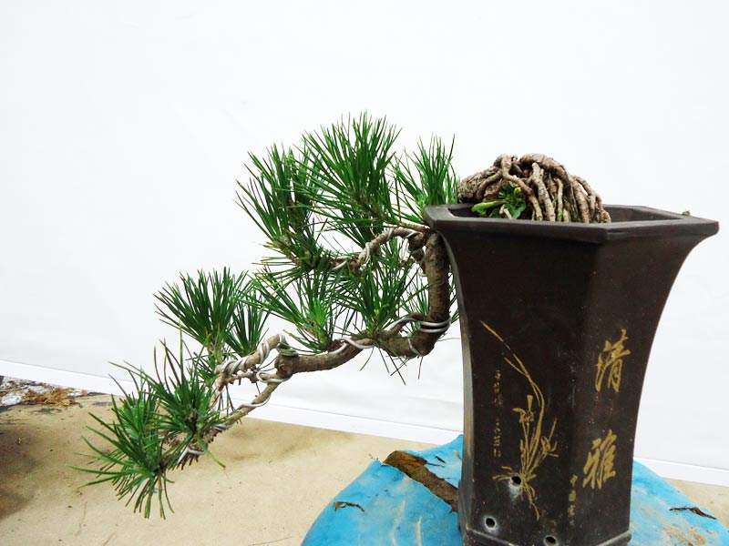 黑松怎么修剪才能粗壮,黑松矮霸盆景制作