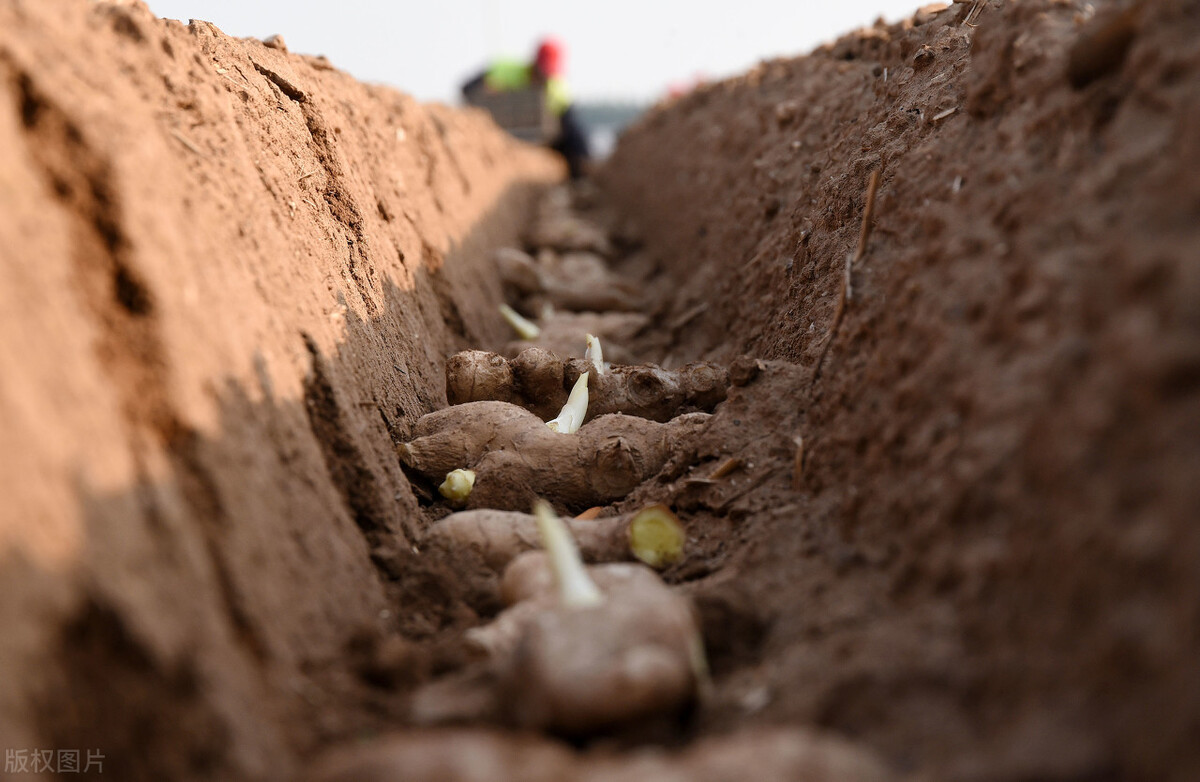 生姜从选种到播种如何进行,这才是种植生姜最正确的做法