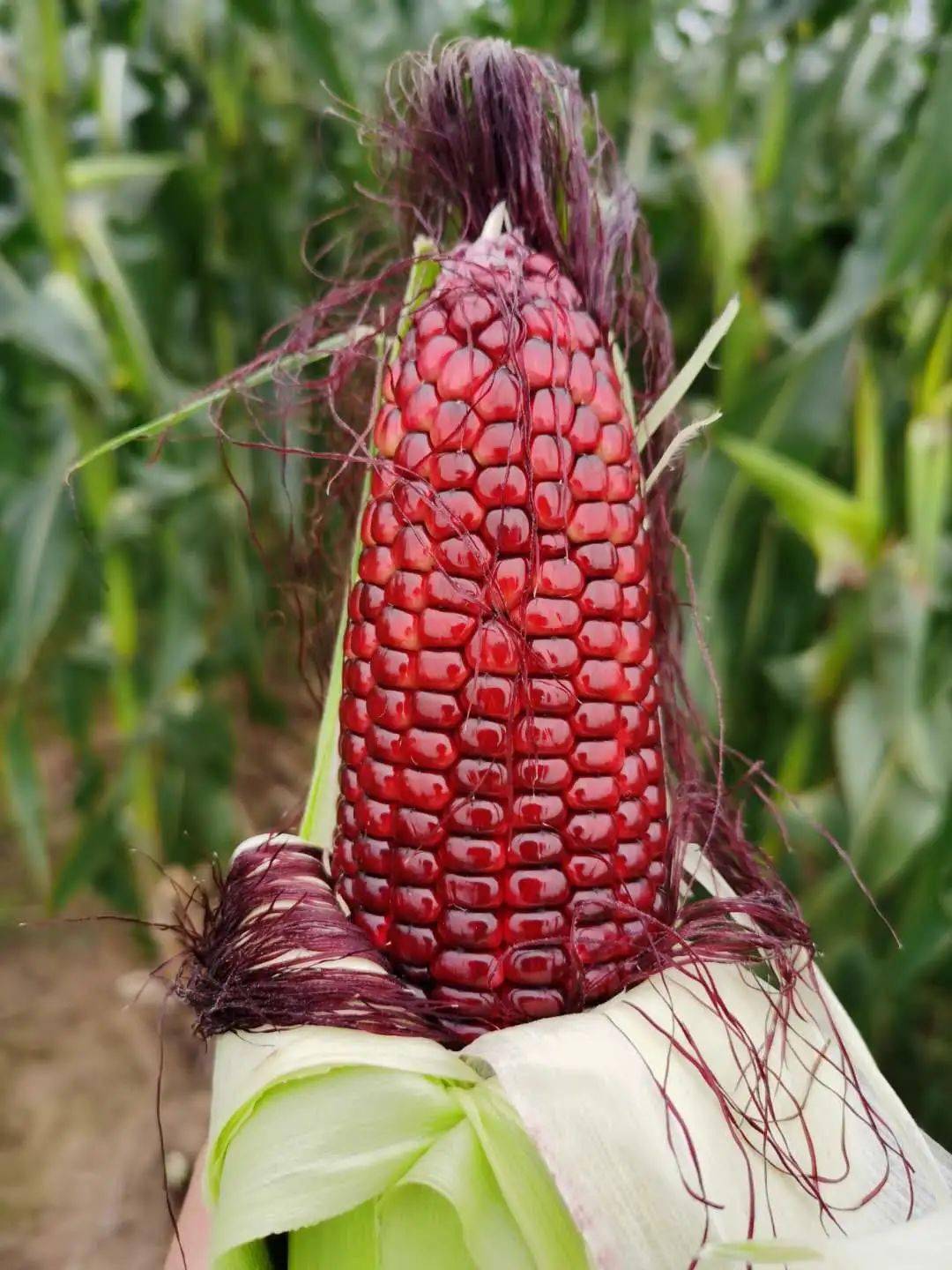 红宝石玉米可以生吃吗,红宝石玉米生食