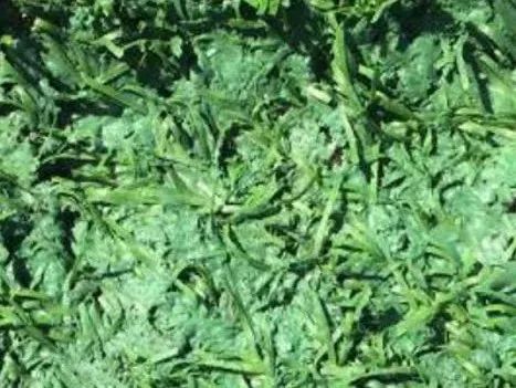 免填充人造草坪的前景,人造草坪威腾