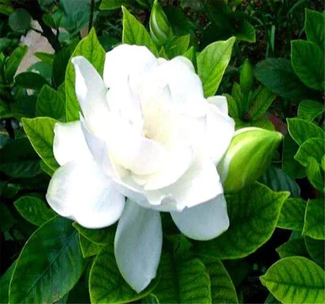 栀子花叶片发黄什么原因,栀子花叶片发黄是什么原因造成的