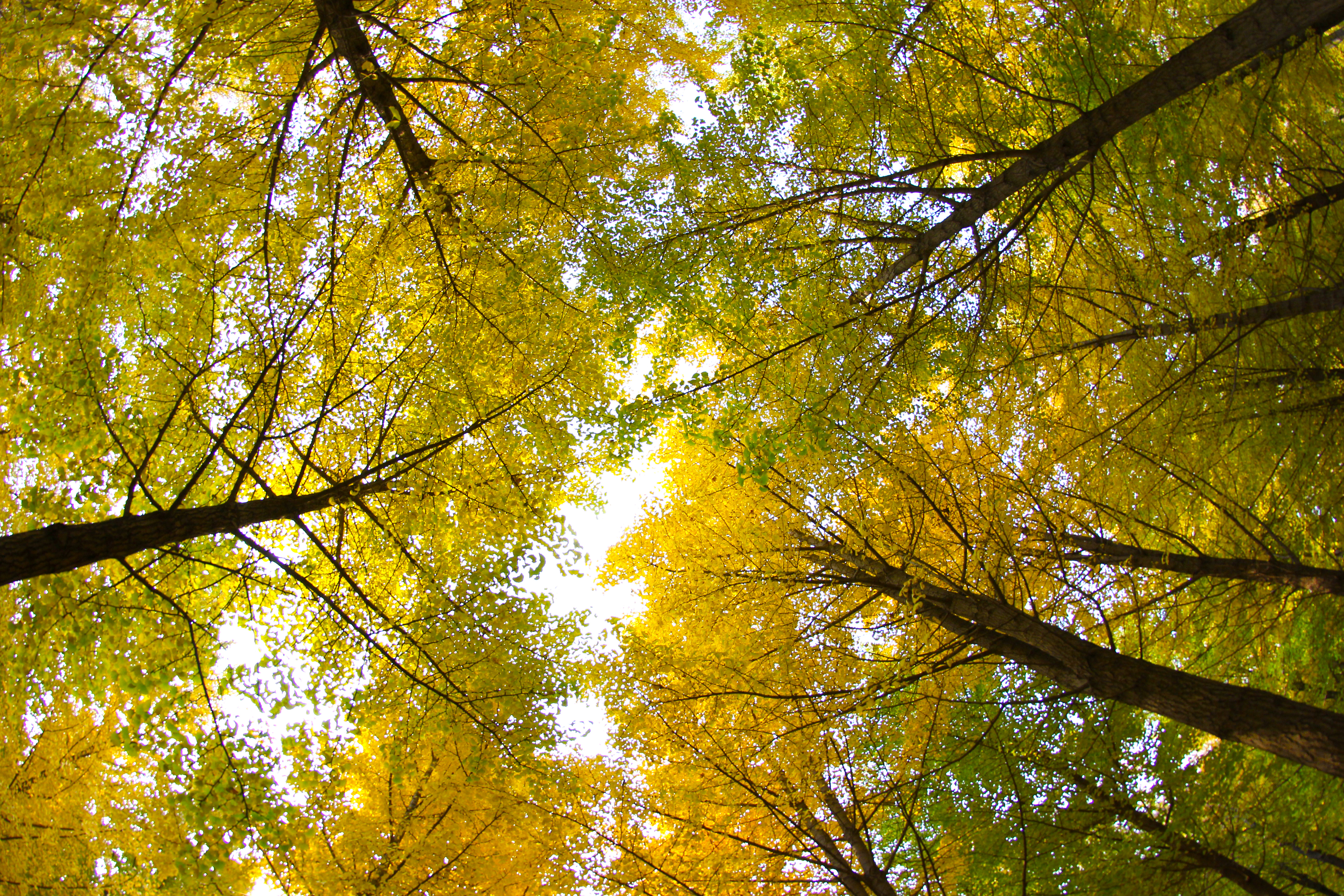 北京海淀区小众公园,北京小众森林公园