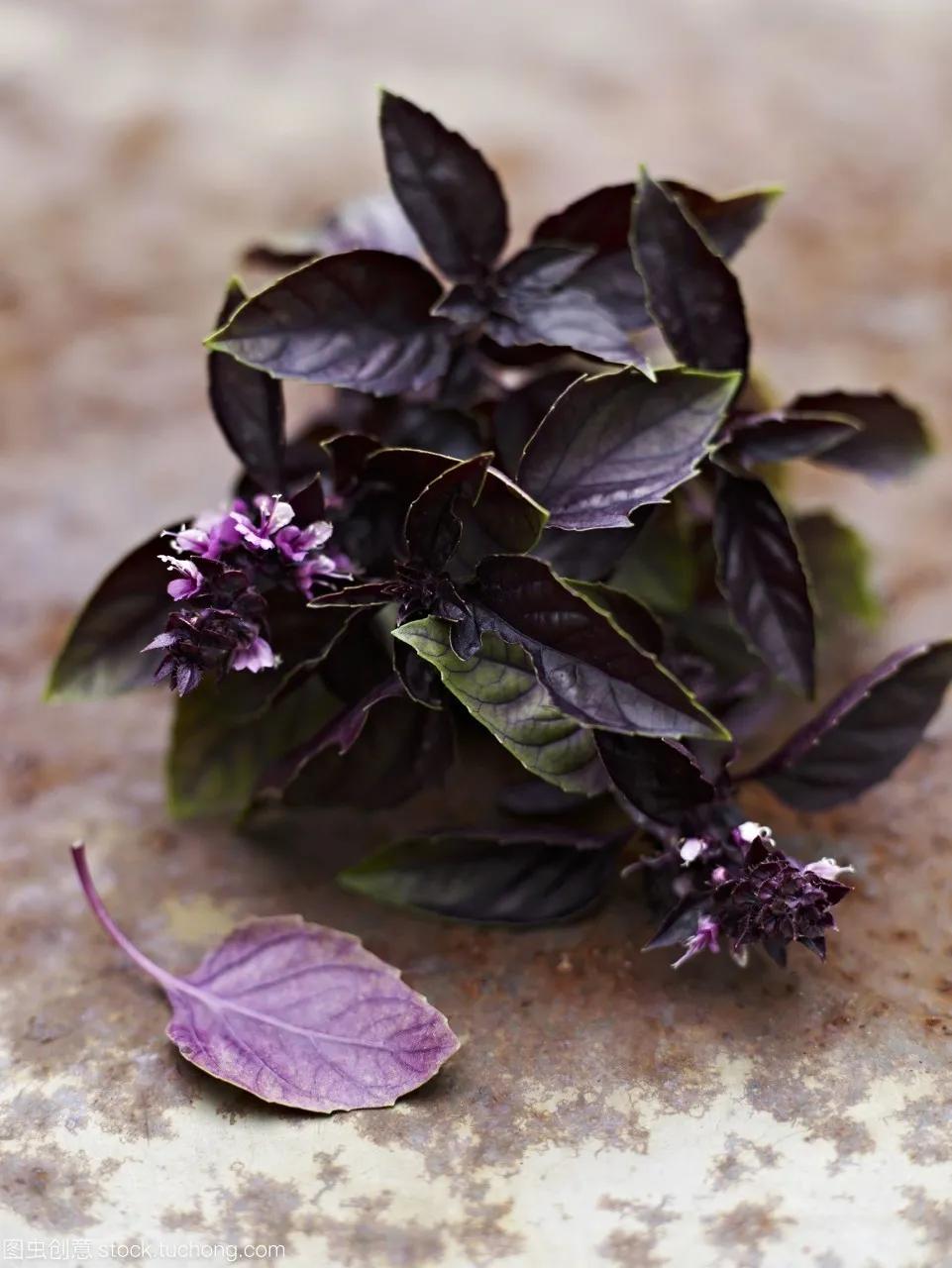 香草罗勒种子,香草降糖草苗