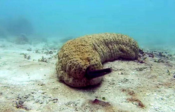 隐鱼是怎么钻入海参体内的,隐鱼和海参真实影像