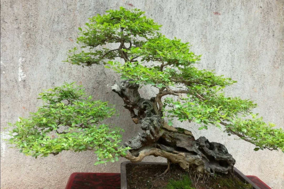 黄荆树桩盆景用什么泥土种植合适,黄荆盆景什么样的好一些