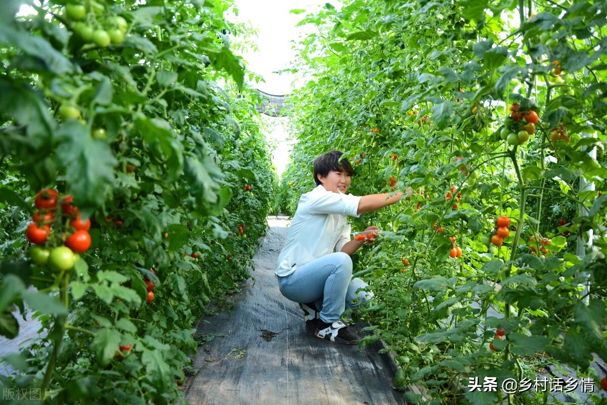 辣椒茄子枯萎烂根怎样预防治疗,辣椒茄子番茄种一起了怎么办