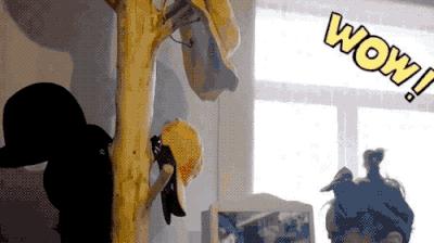 黄雅莉唱哭何炅是哪一期,黄雅莉与何炅的关系