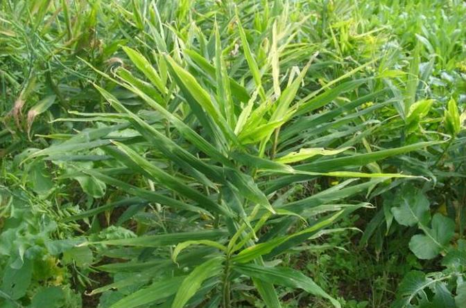 种植生姜怎么提高产量和品质,生姜新品种及种植技术有哪些