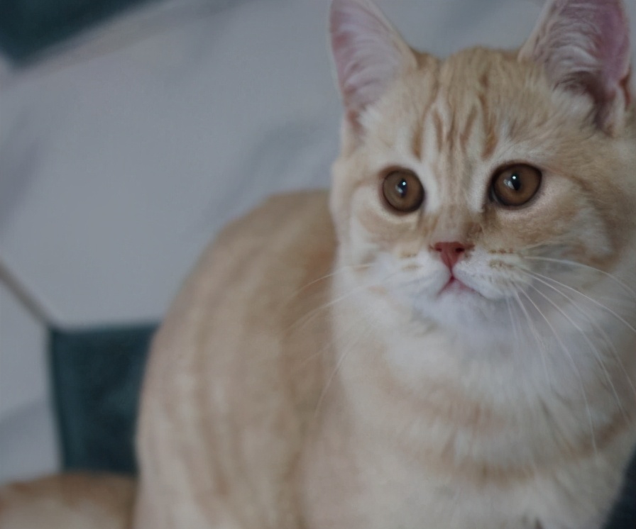 英国短毛猫价格一般多少钱,英国短毛猫成年多少斤