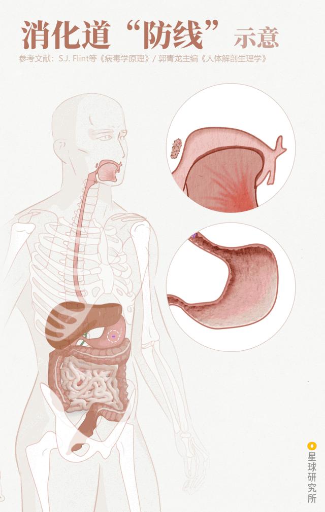 感染病毒后的168小时,你的体内都发生了什么?