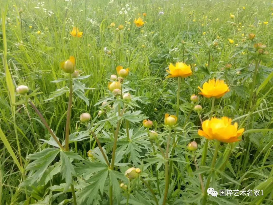 国粹艺术名家刘文清,国粹艺术名家樊晓晖