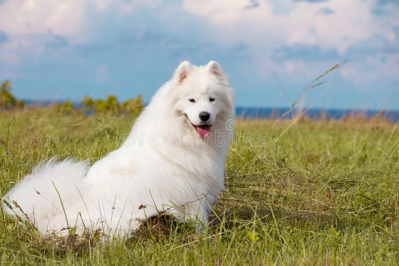 萨摩耶有癣怎么检查,萨摩耶长癣什么样