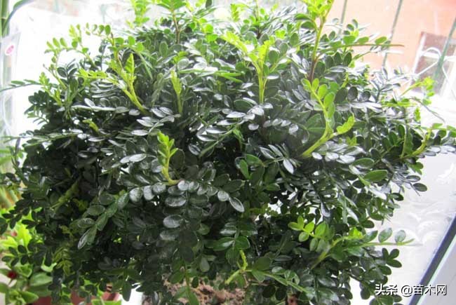 收藏！关于清香木最常用养护知识