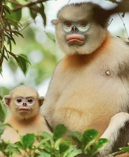 全世界总共有几种猴子,世界上最稀有的猴子是哪种猴子