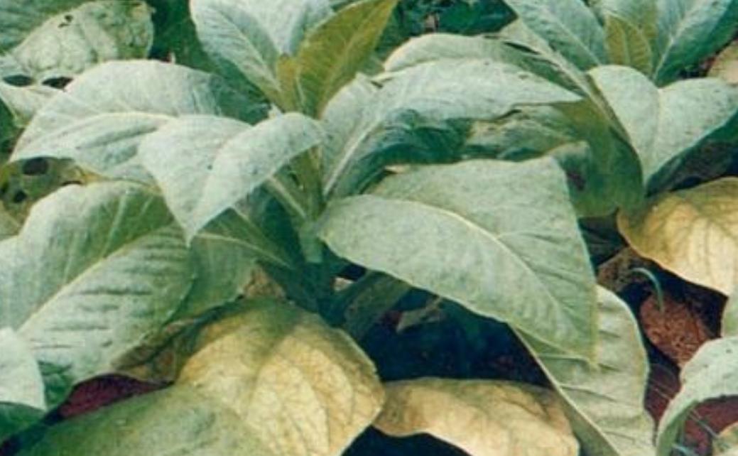 绿植黄叶应该施什么肥,植物黄叶用什么改变