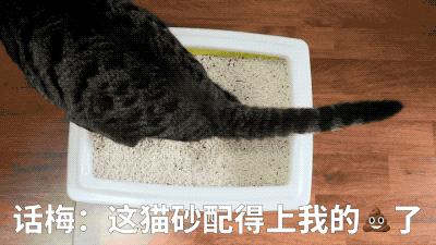 什么牌子的豆腐猫砂除臭好,强力除臭猫砂测评