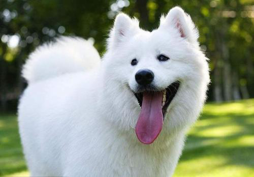 萨摩耶幼犬怎么养新手,新手养萨摩耶准备什么猫粮