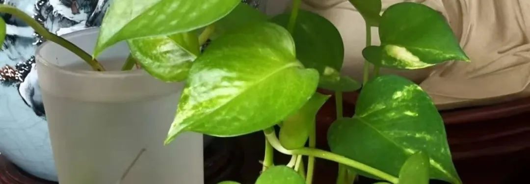 抗疫的诗原创,抗疫的原创诗