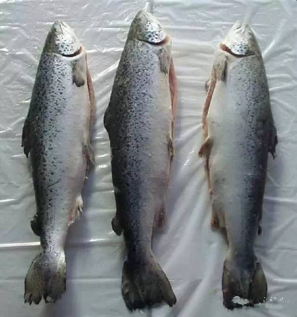 中国海鲜河鲜,市场河鲜海鲜种类大全