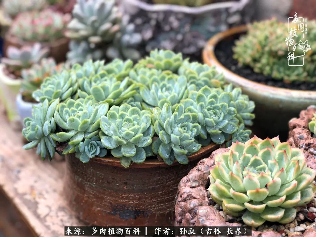 与多肉一起成长,与多肉相伴