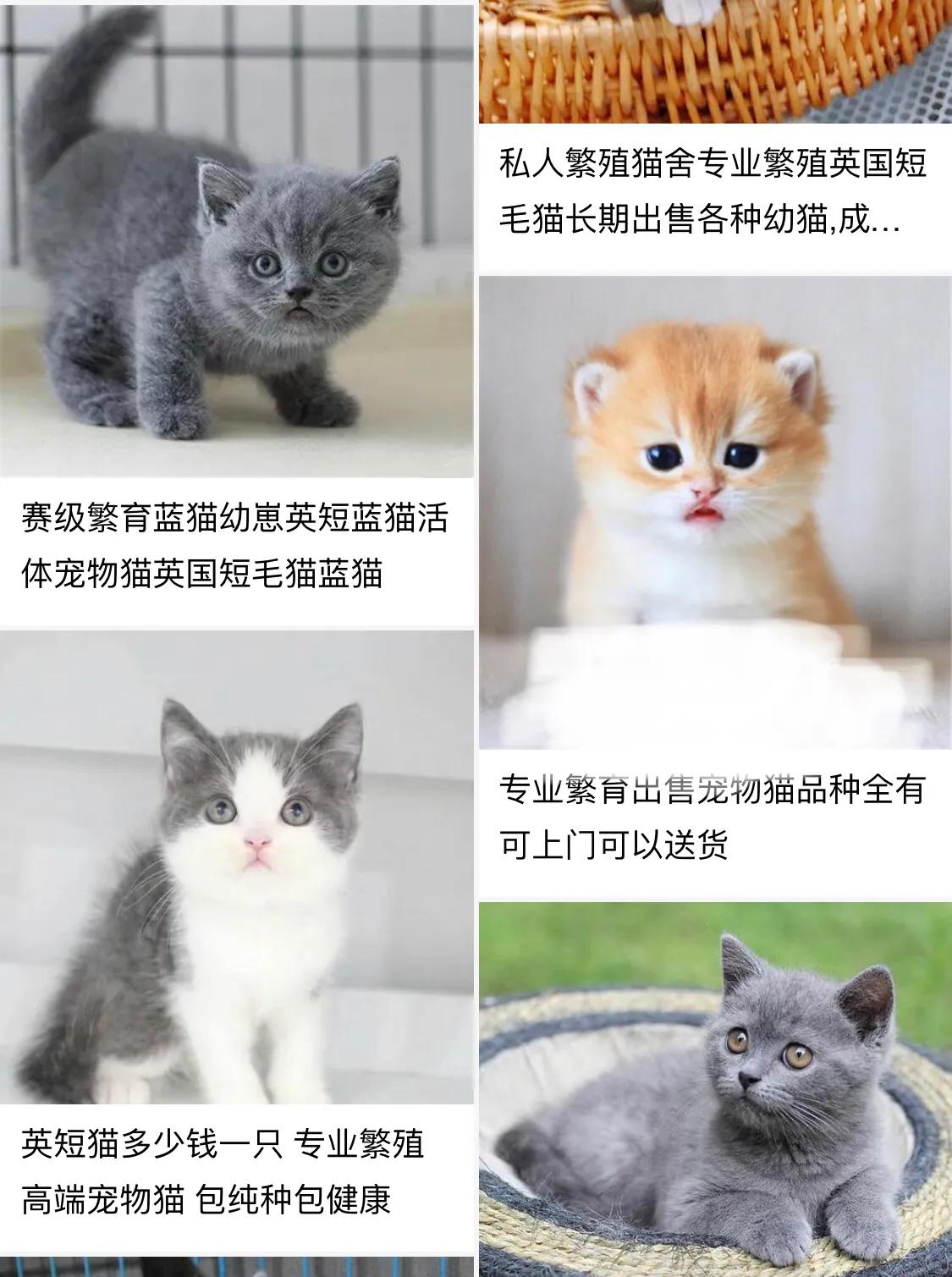 选猫舍注意事项,如何挑选正确的猫舍