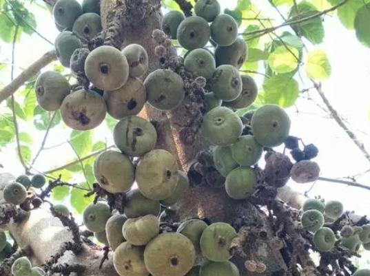 无花果只有叶子没有果子,纯天然无花果的味道