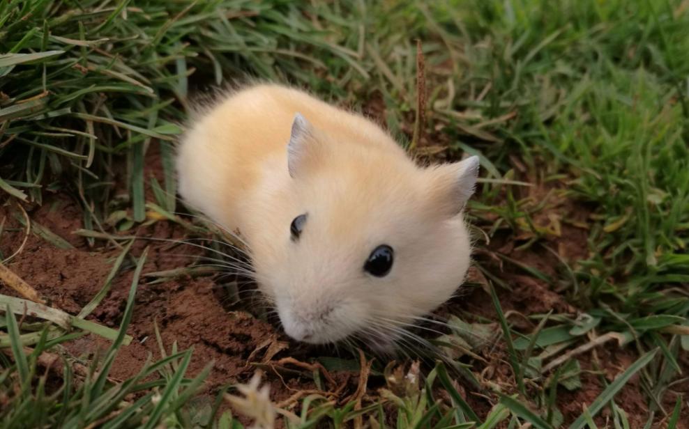 养仓鼠要记住的小知识,养仓鼠必须知道的8大常识问题