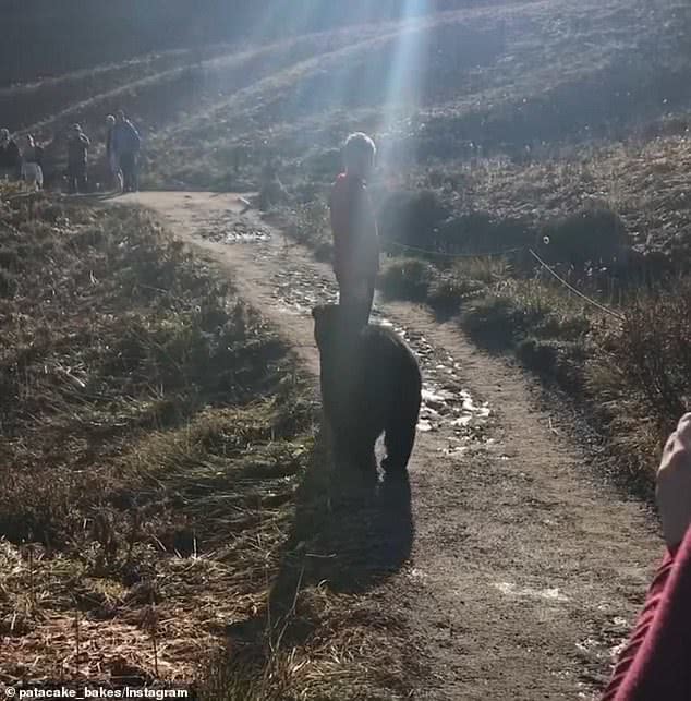 国外一男子爬山中遇到黑熊,美国人爬山遇到黑熊