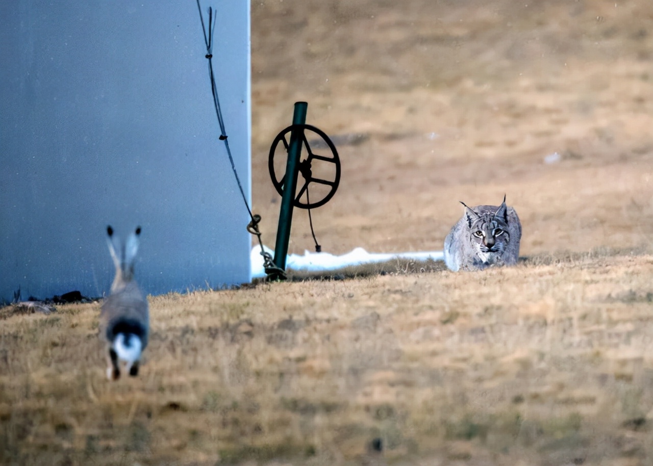 猞猁首次现身云南狼群将遭到威胁,猞猁凶残到什么程度的