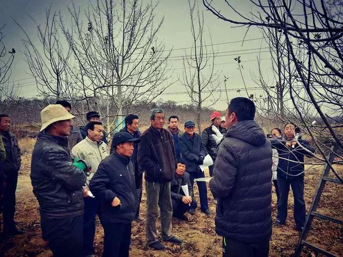 苹果树春季剪枝正确方法,苹果树开花后还能剪枝吗