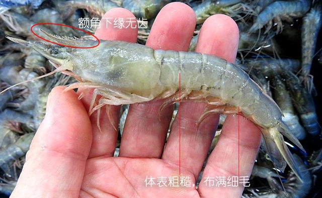 硬壳罗氏虾和软壳罗氏虾的区别,罗氏虾鳌虾甜虾有什么不同