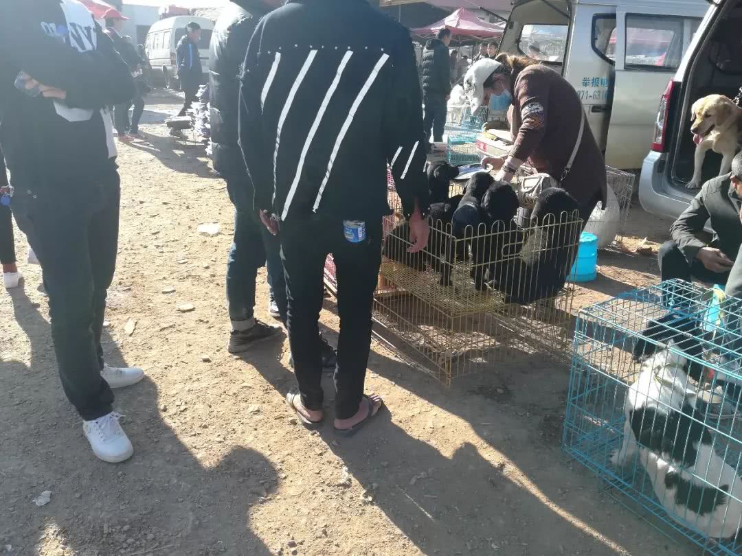 拉布拉多小狗狗市场有卖吗,狗市能买到纯拉布拉多吗
