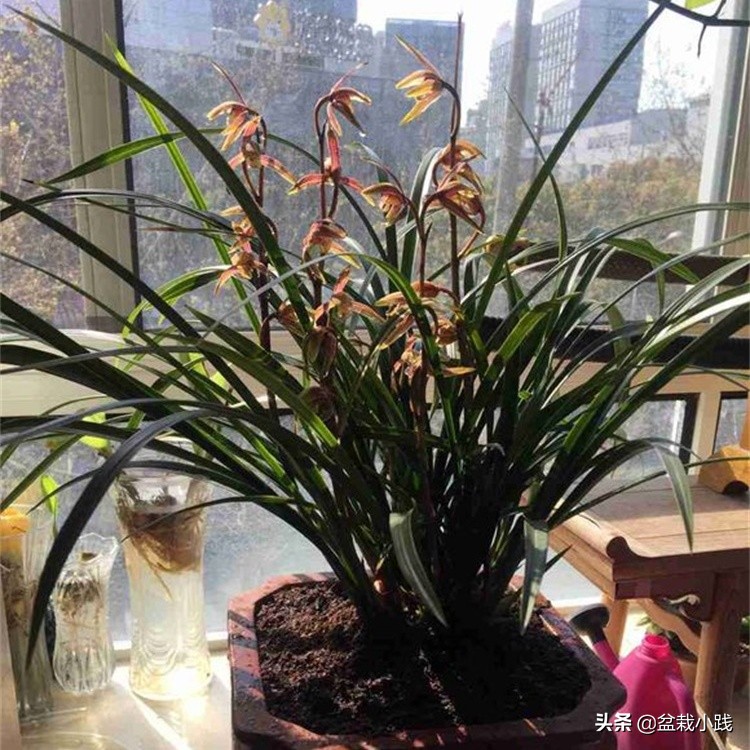 兰花上盆最佳方法,兰花春天多久服盆
