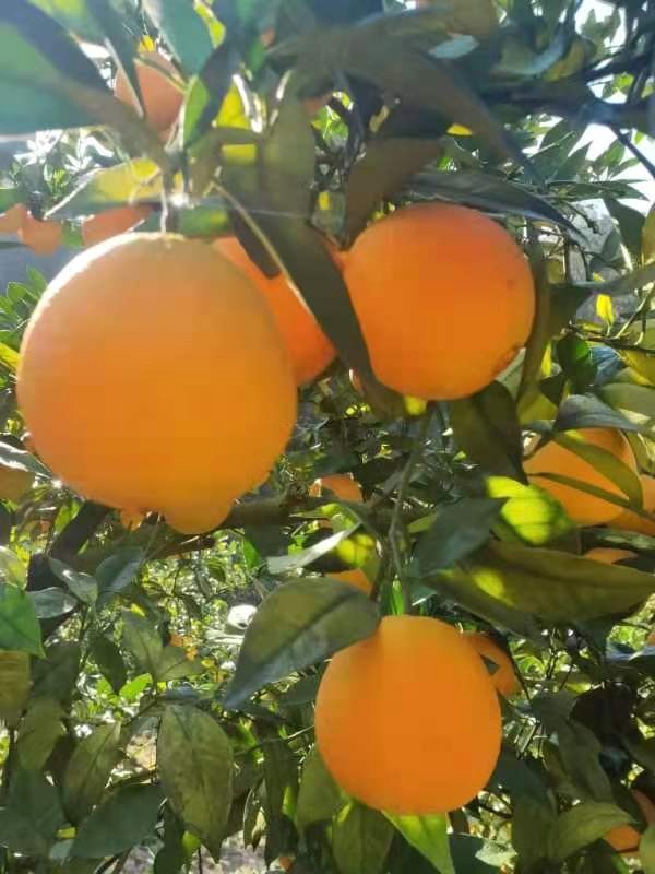 什么样的脐橙更好吃又甜,现在最好吃的脐橙