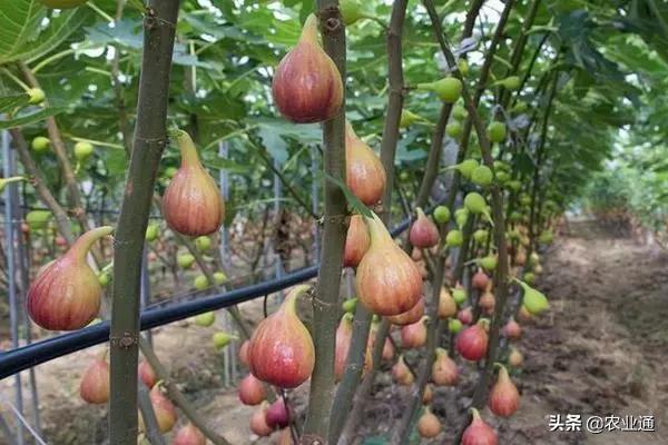 无花果种植要防鸟,无花果种植对土壤有没有要求