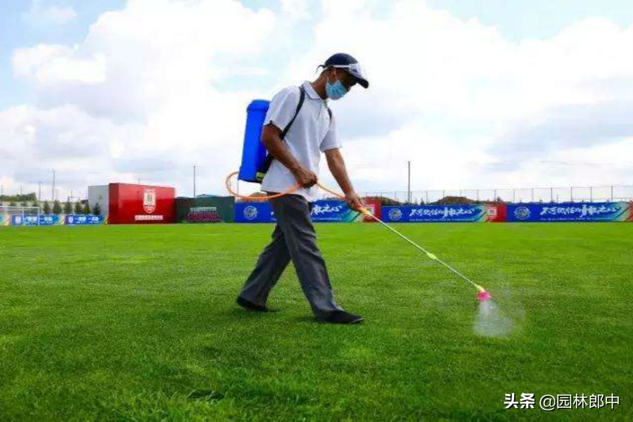 草坪灰斑病,草坪上白色颗粒是什么