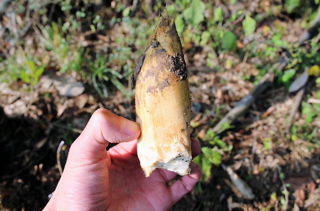 冬笋从哪里长出来好吃,冬笋的生长在哪里