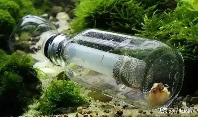 鱼缸小白虫的消灭方法,鱼缸里去除涡虫的最佳方法