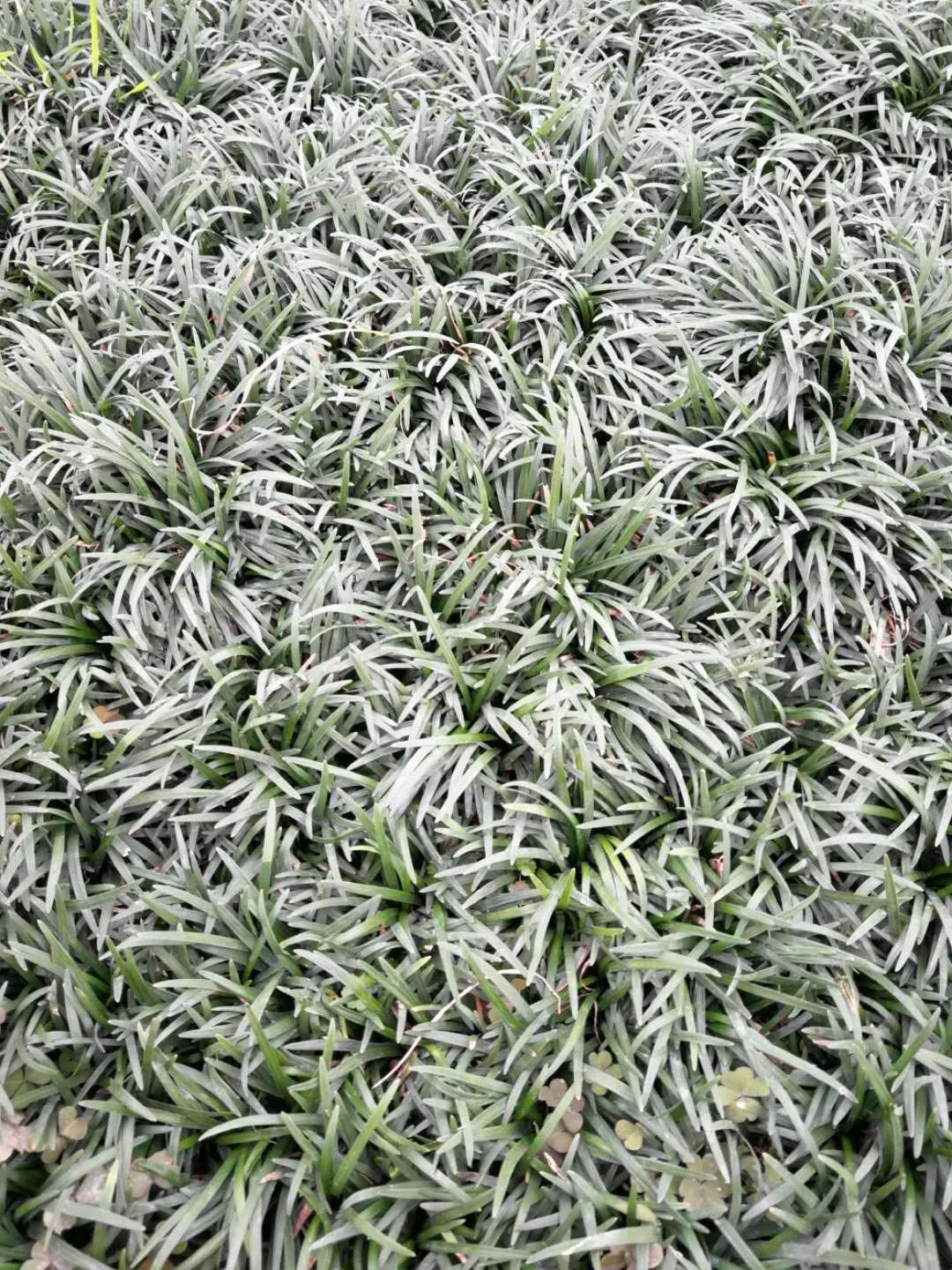 鑻椾粨浼氬憳,鑻椾粨浼氬憳鏈嶅姟