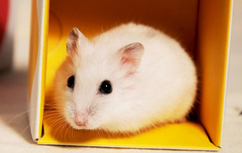 仓鼠怎么样才能让它装死,仓鼠进入装死状态怎么办