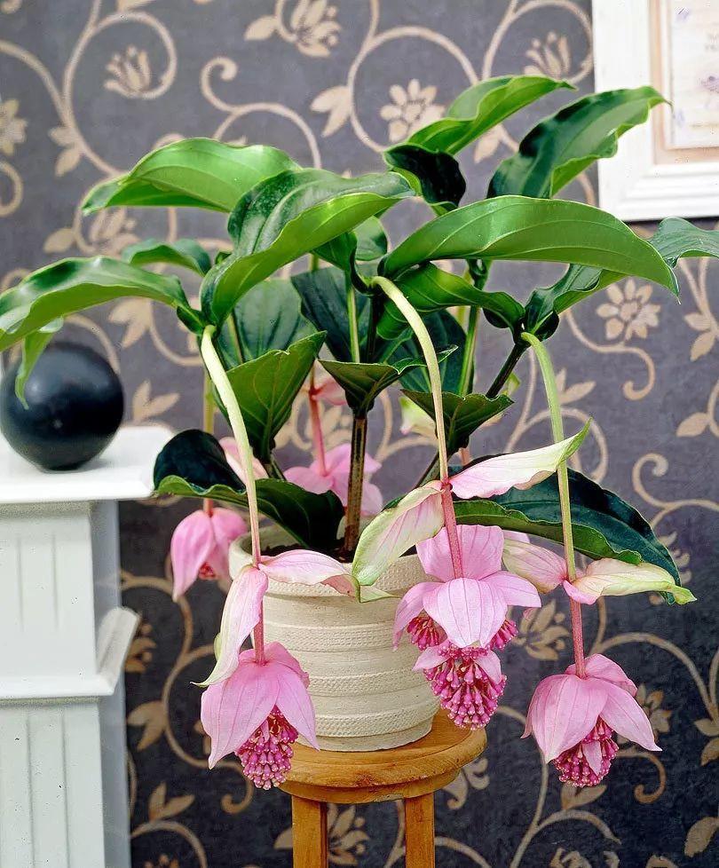 6种“昂贵花”，花钱不值得，纵使“美如仙”，十有八九养不活