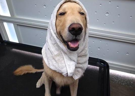 狗狗洗澡水温多少合适,天冷了给狗狗洗澡