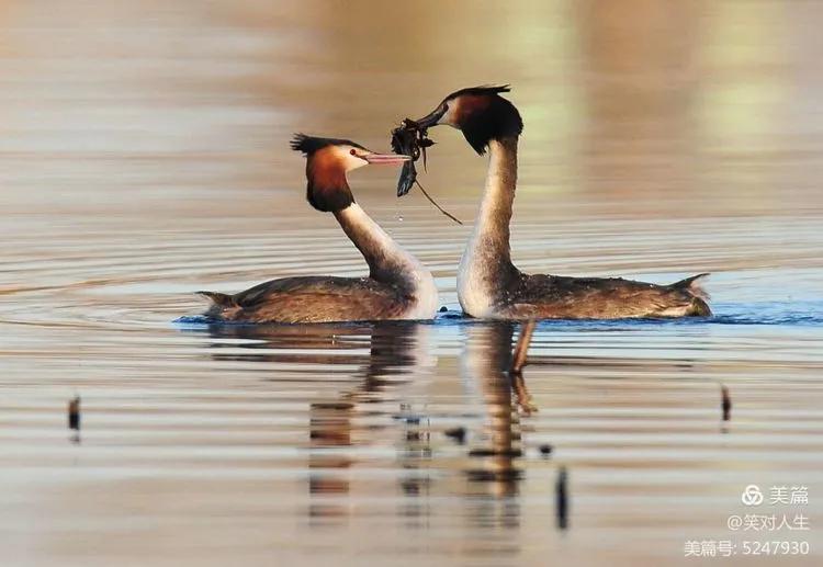 凤头鸊鷉粤语,斑头雁飞得最高的鸟