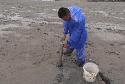 为何年轻人都在沉迷赶海视频,为什么大家都爱看赶海